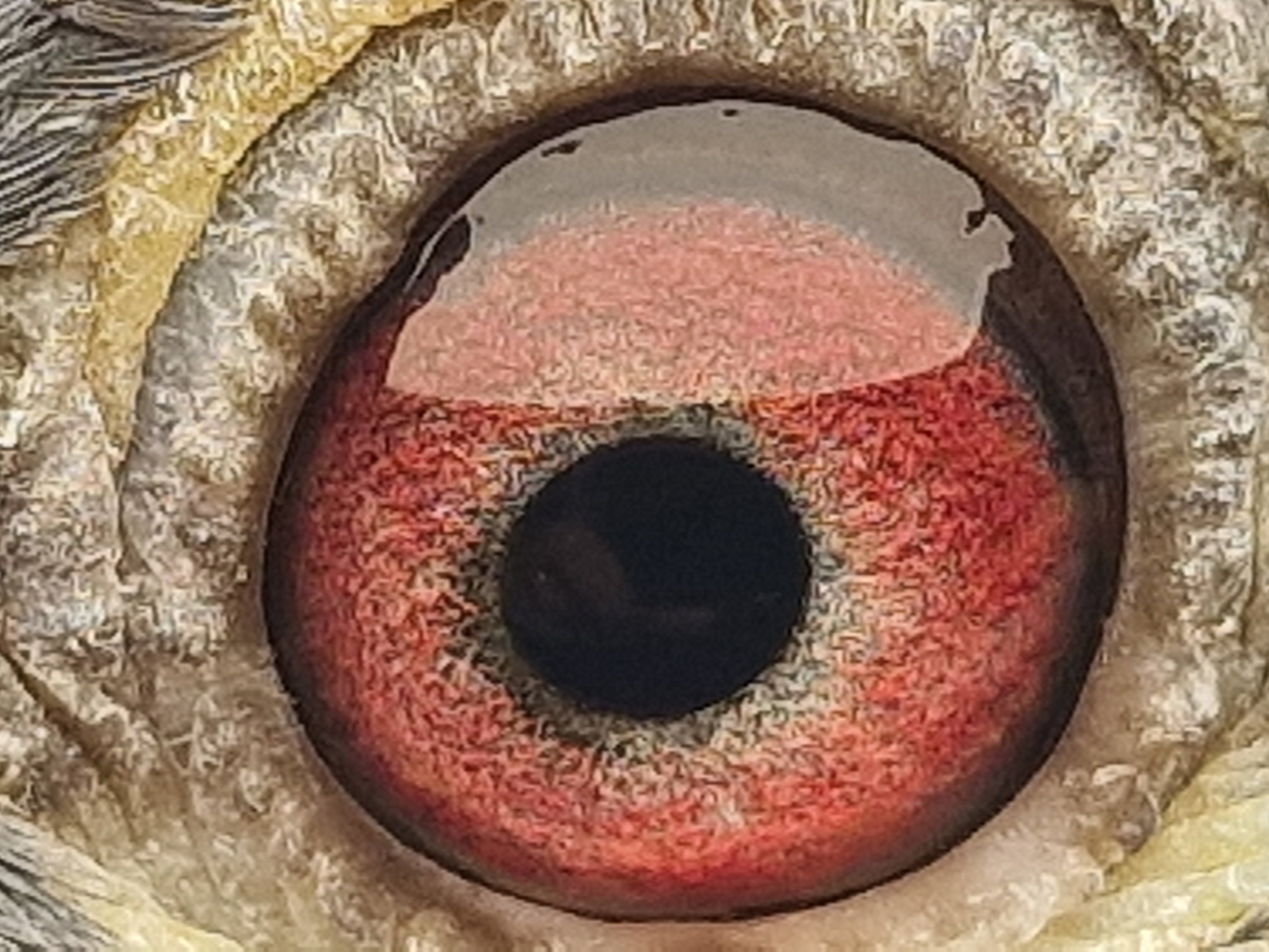 Pigeon eye